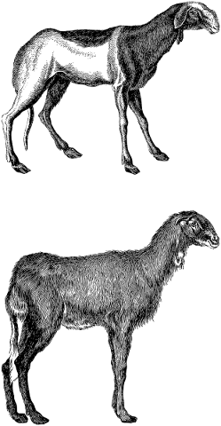 sheep-animal-livestock-mammal-5677351