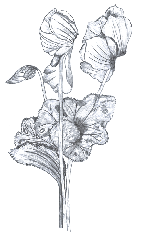 bloom-cyclamen-botany-cut-out-6896862