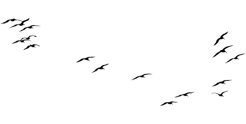 birds-flying-silhouette-flock-5756738