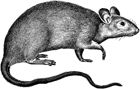 rat-rodent-line-art-mouse-animal-5139264