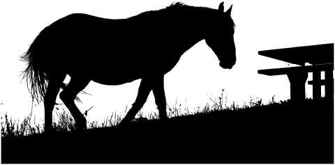 animal-horse-silhouette-mane-4726452