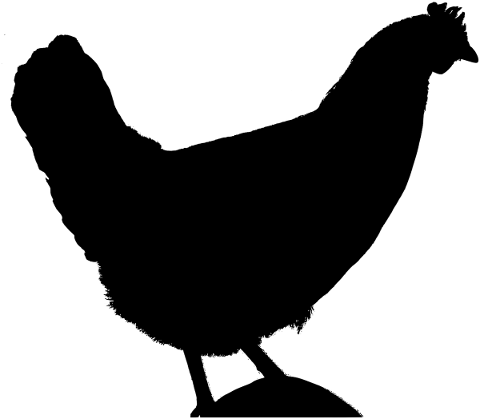 animal-hen-silhouette-bird-4969365