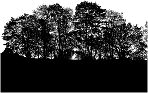 forest-trees-silhouette-branches-5161167