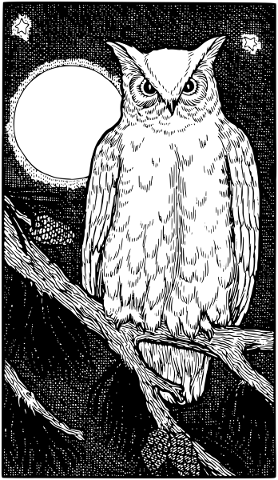 owl-bird-line-art-bird-of-prey-5767898
