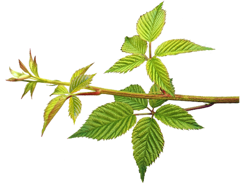 leaves-new-blackberry-foliage-bush-4965818