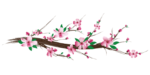 cherry-blossom-flowers-branch-bloom-5781475