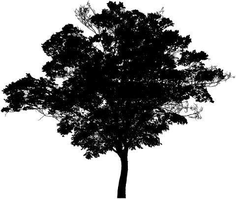 tree-landscape-silhouette-plant-5216054