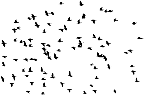 birds-flying-silhouette-flock-5756739