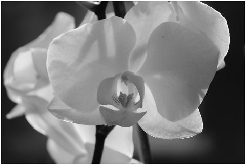 orchid-blossom-bloom-close-up-4806100