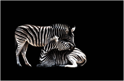 zebra-mammal-animal-animal-world-4596982