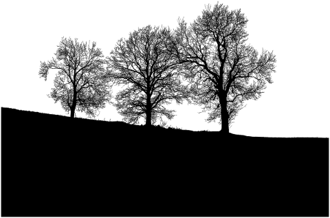 forest-trees-silhouette-branches-5202252