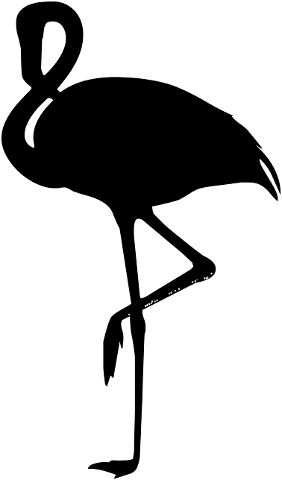 silhouette-bird-nature-dark-4535344