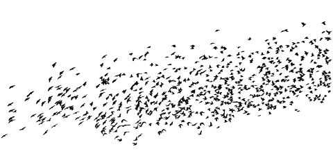 birds-silhouette-animals-flying-4139898