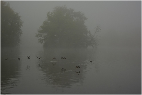fog-lake-landscape-ducks-sunrise-4530735