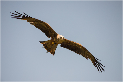 predator-bird-nature-flying-4315409