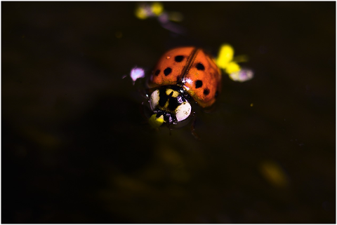 lady-bug-insect-ladybug-dots-cute-4367880