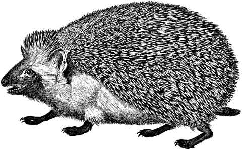 hedgehog-animal-line-art-quills-5188691