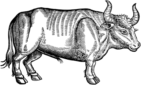 ox-animal-line-art-cattle-vintage-5220763