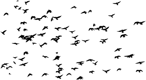 birds-flock-silhouette-animals-4369904