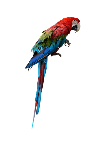 ara-birds-colorful-plumage-exotic-5202301