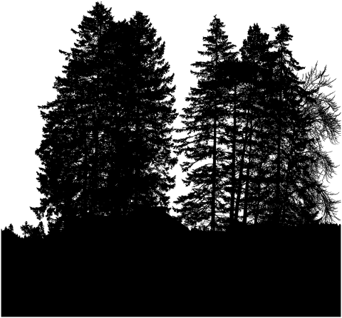 forest-trees-silhouette-branches-5161169