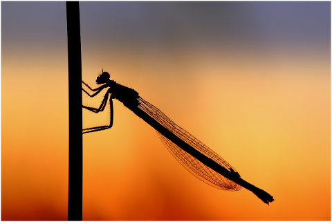 dragonfly-silouhette-sunset-4308578