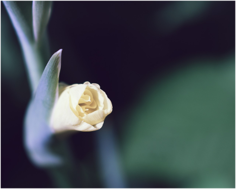 gladiolus-flower-yellow-blooming-4347840