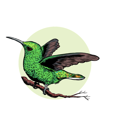 hummingbird-bird-nature-flying-5215450