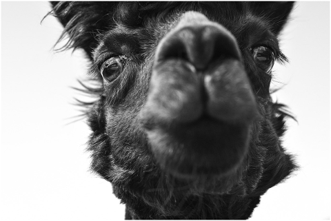 alpaca-head-black-animals-cute-5405469