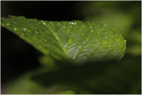 green-leaf-leaf-green-drops-drop-4405467