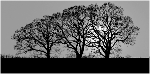 nature-night-dark-moon-trees-grey-5009225