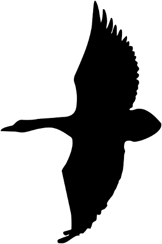 silhouette-bird-nature-dark-4535345