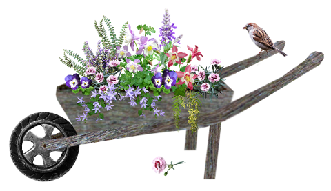 wheelbarrow-garden-sparrow-plants-4955698