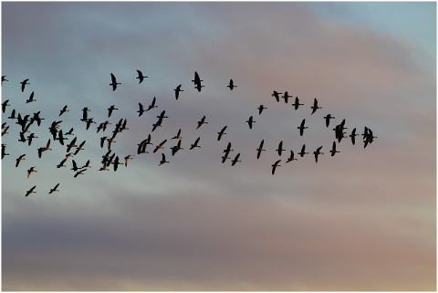 flying-geese-flock-of-geese-flock-4620800
