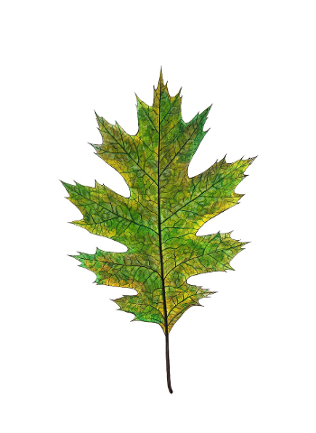 oak-green-leaf-nature-autumn-4460222