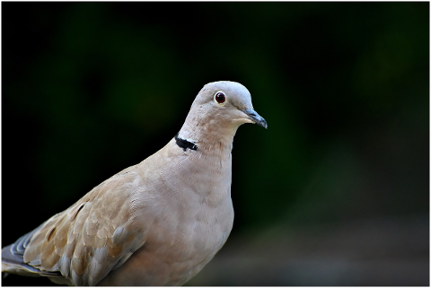 dove-ringdove-bird-animal-foraging-4411669