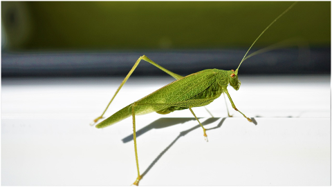 viridissima-grasshopper-green-4491238
