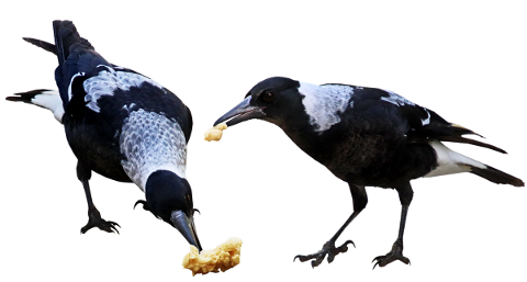 birds-magpies-eating-australia-4955497