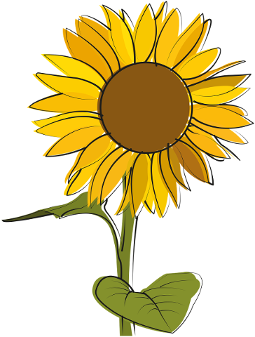 sunflower-sun-flowers-field-4728389