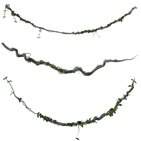 vines-jungle-leaves-wooden-forest-4932295