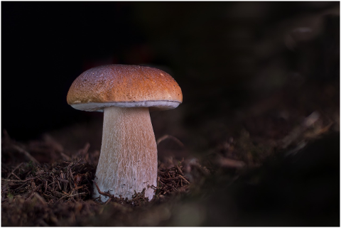 cep-herrenpilz-mushroom-4443920