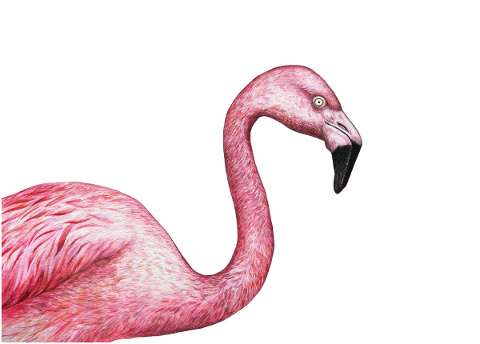 pink-flamingo-exotic-bird-cute-4719682