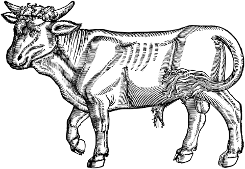 bull-animal-line-art-cow-bovine-5261554