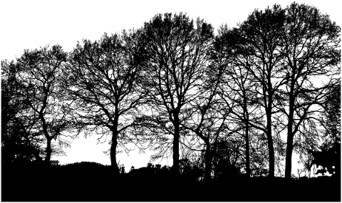 forest-trees-silhouette-branches-5171208