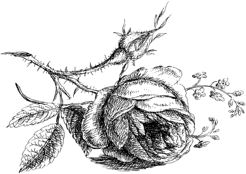 rose-flower-line-art-bloom-blossom-5783051