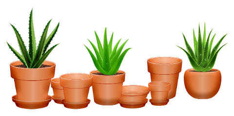 aloe-vera-cactus-succulent-pots-4276602