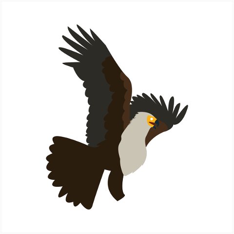 bird-eagle-wing-animal-predators-5012383