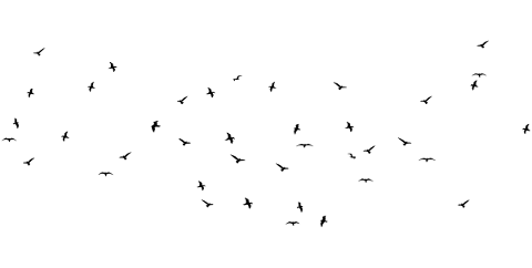 birds-flying-silhouette-flock-5756733
