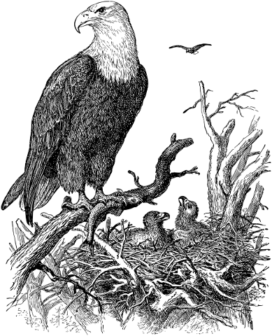 eagle-nest-line-art-birds-animals-5126742