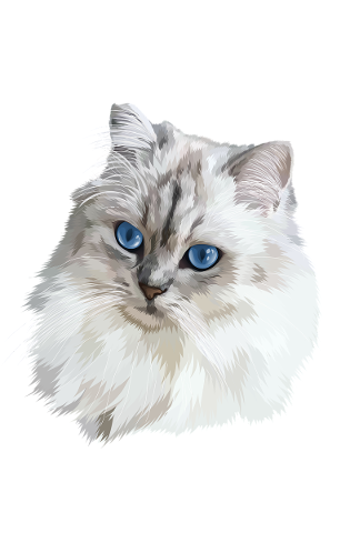 cat-cartoon-animal-gift-4717685